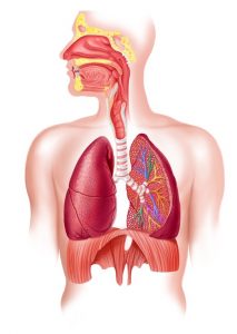 How the Lungs Work