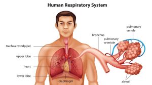 Human Respiratory System