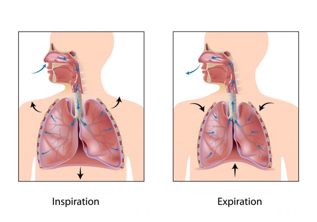 Inspiration and Expiration Diagram