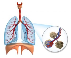 Alveoli in the lungs diagram