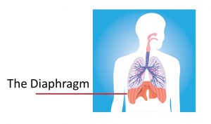 Diagram of the Diaphragm