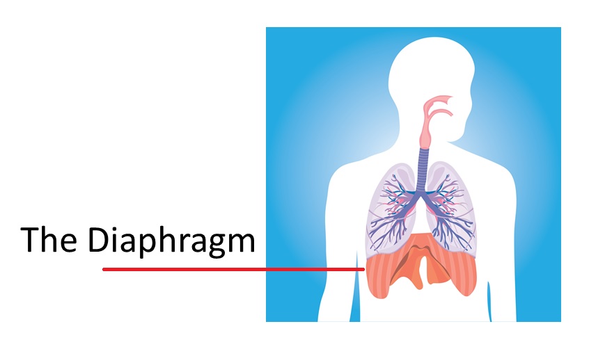 Diagram of the Diaphragm