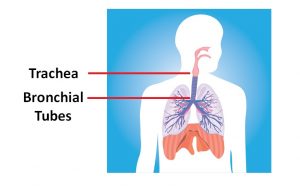 Diagram of trachea and bronchial tubes