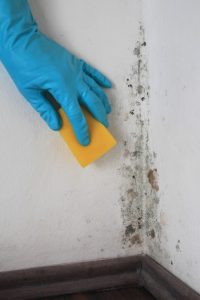 Person with gloves and sponge to clean mold from wall