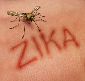 Mosquito and Zika