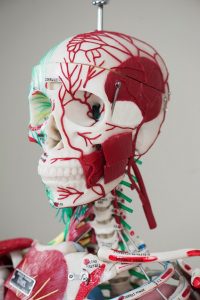 Model Skeleton shows the nervous system