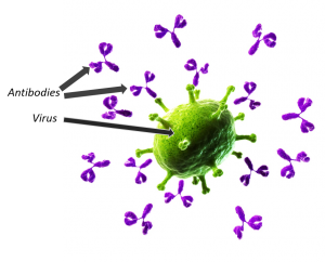 Antibodies and Virus