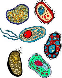 Amoeba
