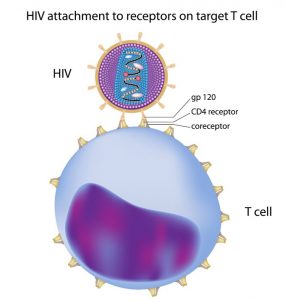 Cells fighting HIV virus