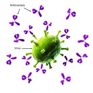 Anticuerpos y virus