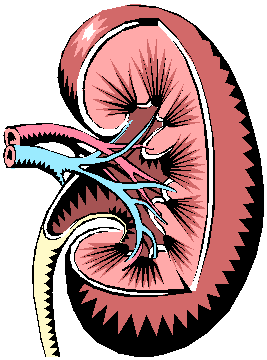 Complications/Kidney Internal Diagram Icon