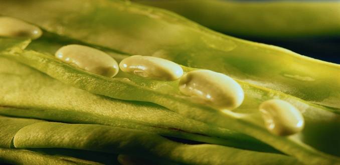 Meal Planning/Open Pea Pod Photo